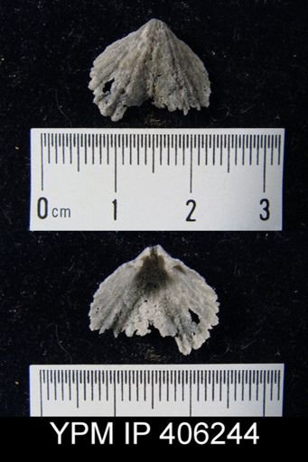 undet. Rhynchonellida