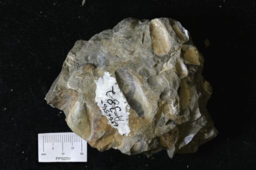 Oxytoma (Hypoxytoma) nebrascana