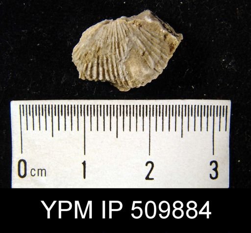 undet. Rhynchonellida