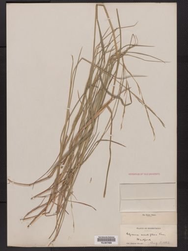 Glyceria acutiflora