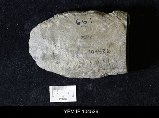 Clathrodictyon vesiculosum