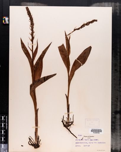 Plantae