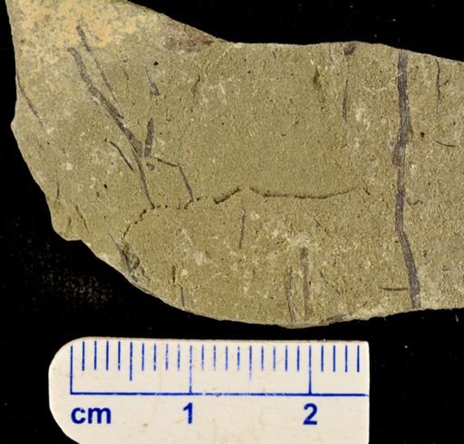 Hostinella sp.