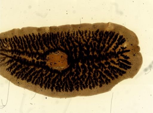 Procotyla fluviatilis