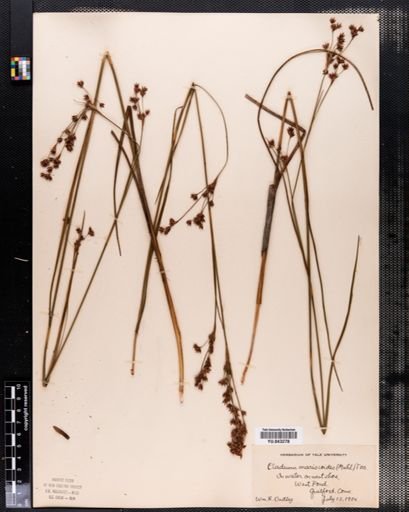Cladium mariscoides