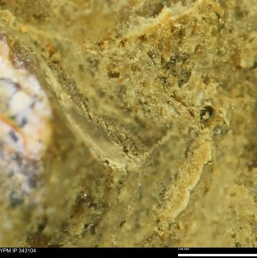 undet. Scaphitidae