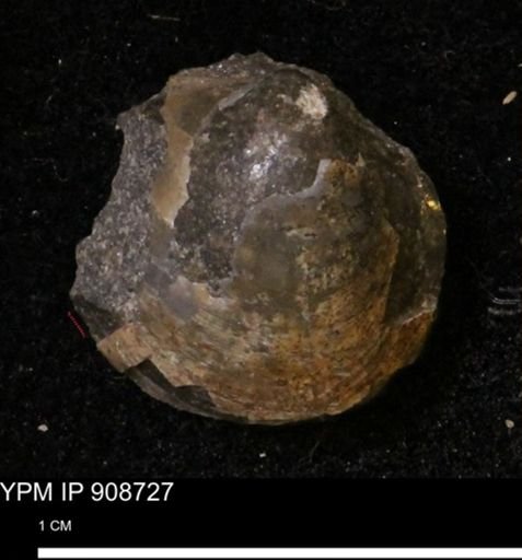 Protocardia sp.