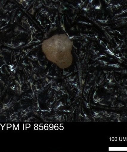 undet. Foraminiferida