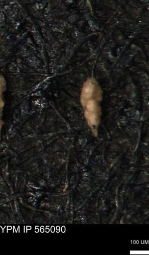 Verneuilina canadensis