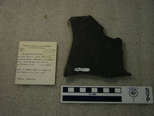Tanytrachelos ahynis