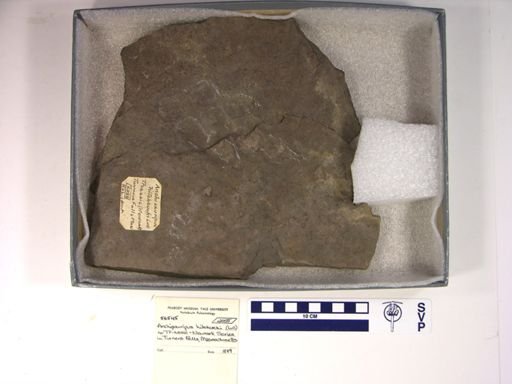 Anchisauripus hitchcocki