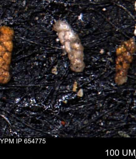Ammobaculoides phaulus