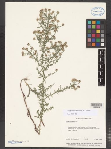 Symphyotrichum dumosum
