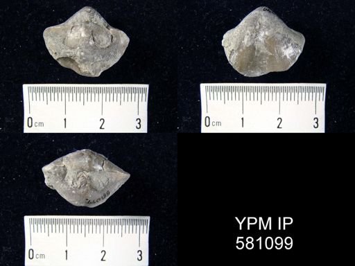 Eospirifer sp.
