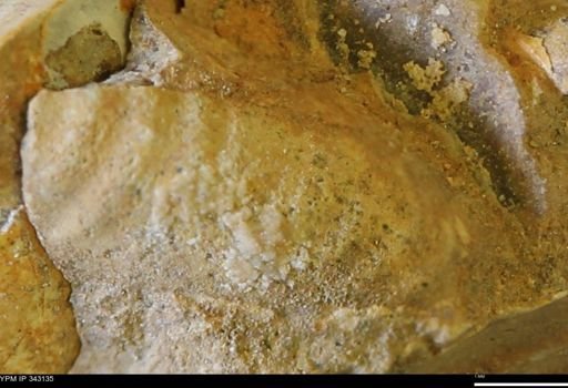 undet. Scaphitidae