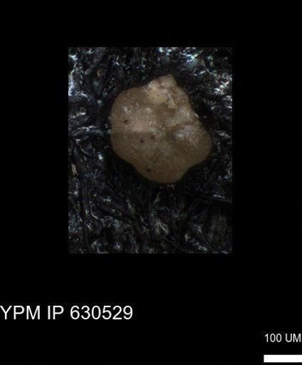 undet. Foraminiferida