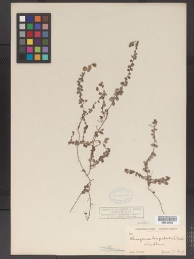 Gaultheria hispidula