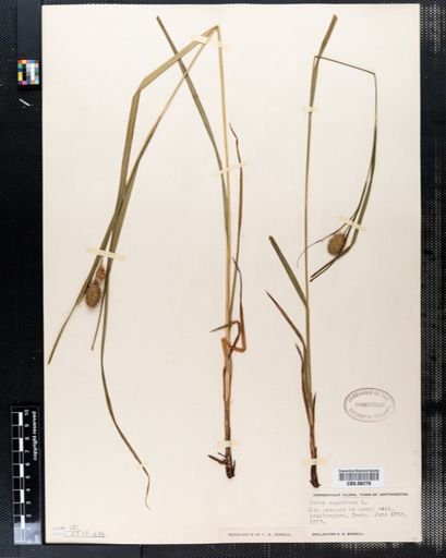 Carex squarrosa