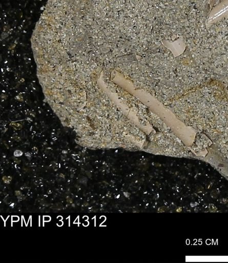 undet. Scaphopoda