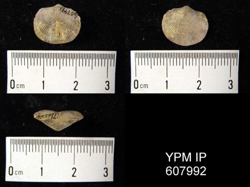Dalmanella sp.