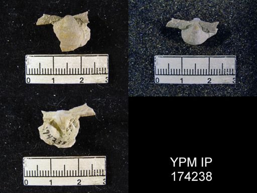 Echinoconchus sp.