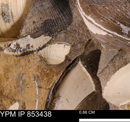 Parallelodon sp.