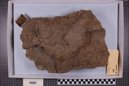 mixed taxa, stratigraphic collection