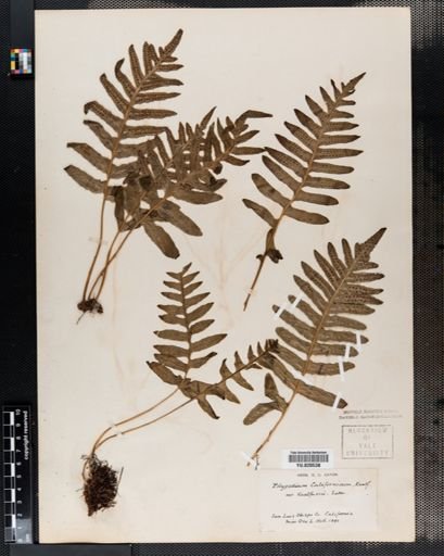 Plantae