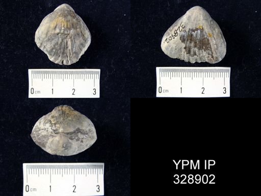 Leiorhynchus laura