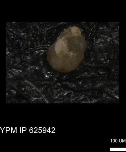 undet. Foraminiferida