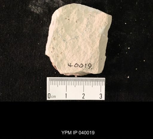 undet. Hexapoda