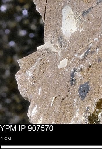 undet. Mollusca