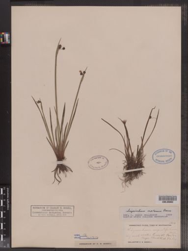 Sisyrinchium montanum