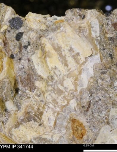 Scaphites sp.