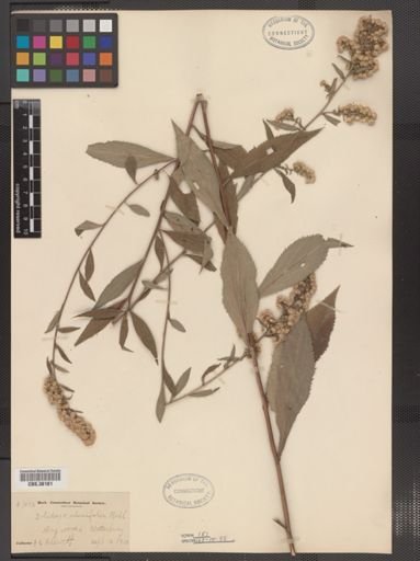 Solidago ulmifolia