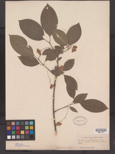 Euonymus atropurpurea