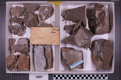 mixed taxa, stratigraphic collection