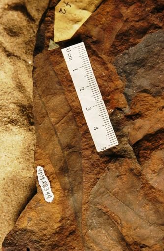 Myrtophyllum geinitzi