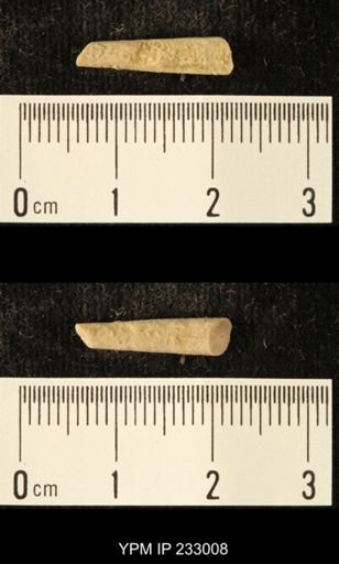 Archaeocidaris sp.