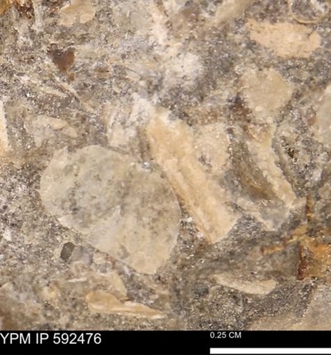 undet. Mollusca