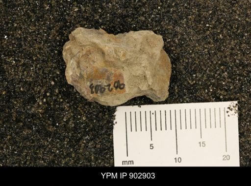 Baculites
