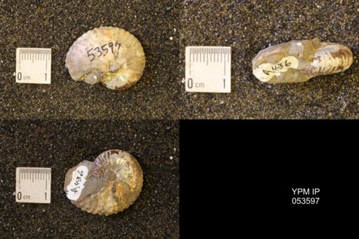 Discoscaphites conradi