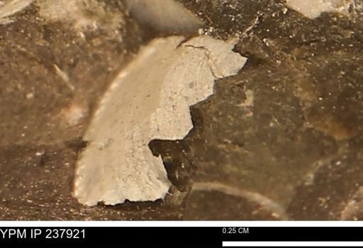 Limopsis striatopunctatus