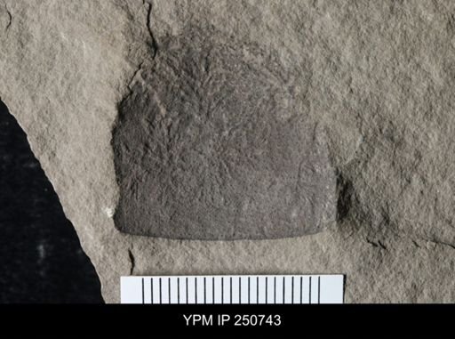 undet. Eurypterida