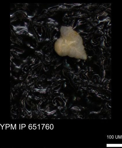 undet. Heterohelicidae