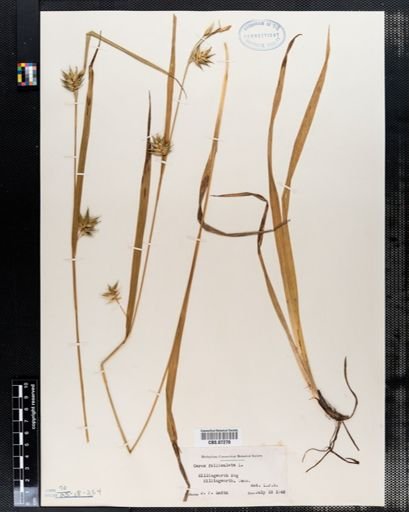 Carex folliculata