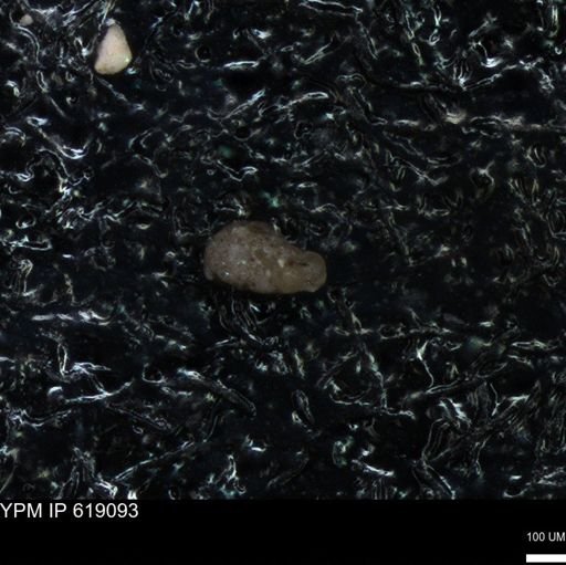 undet. Foraminiferida