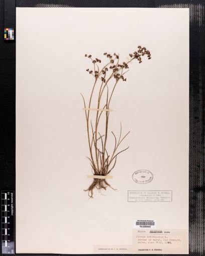 Juncus articulatus
