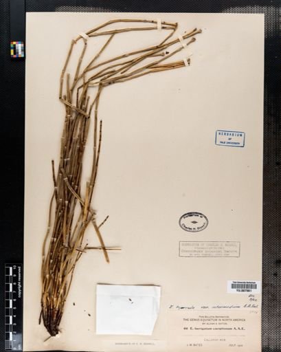 Equisetum hyemale