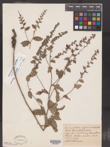 Onosmodium virginianum